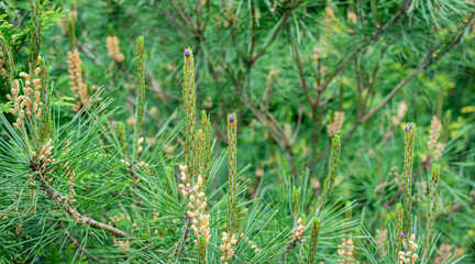 Close-up of beautiful miniature purple female pine cones on long shoots Pinus densiflora Umbraculifera in spring garden. Nature concept for design. Selective focus