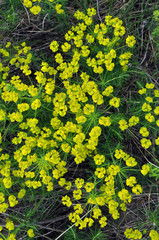 In the wild, grows and blooms Euphorbia virgata