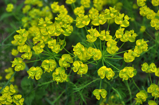 In the wild, grows and blooms Euphorbia virgata