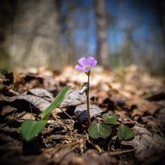 Springtime in Cane Creek Canyon