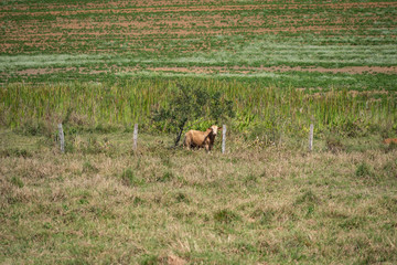 herd of cows grazing in a green field
