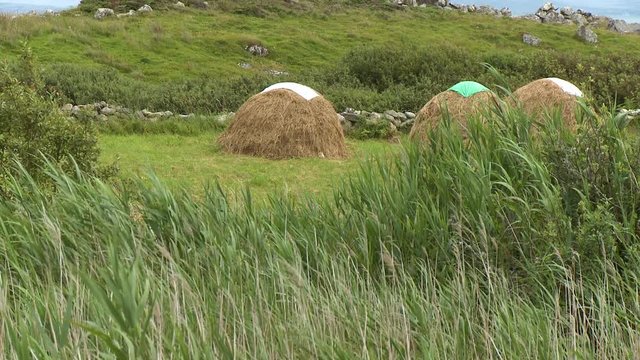 Wide shot looking through grass at three large haystacks in a clearing by a stone wall