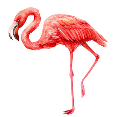 tropical birds, pink flamingo on an isolated white background, watercolor illustration