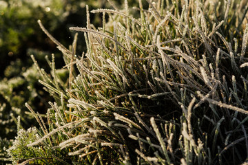 Close up of frosted blade of grass.