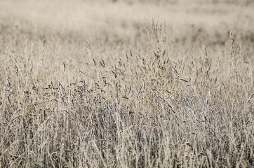 Close up of frosted blade of grass.