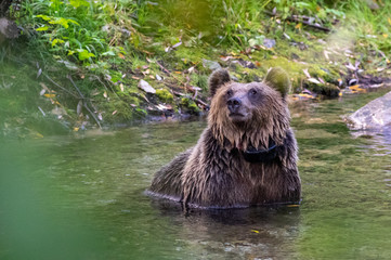 Bear