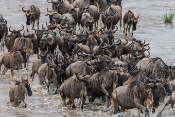 Migration crossing - Mara River Tanzania