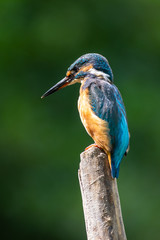 Kingfisher