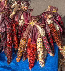Colorful corn ears for sale at the Farmers Market in Missoula, Montana.
