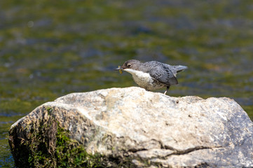White-throated dipper