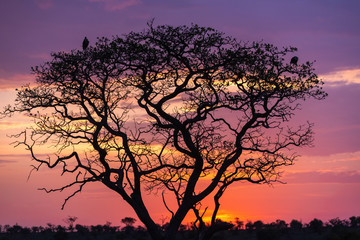 Fototapeta na wymiar Magenta sunset silhouette of tree with storks- Serengeti, Tanzania