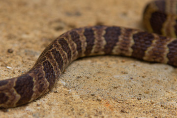 Fototapeta premium Details of the skin of a poisonous snake from the Atlantic Forest, Brazil