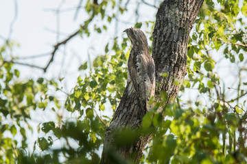 Common Potoo,Nyctibius griseus, Pantanal Magrossense, Brazil
