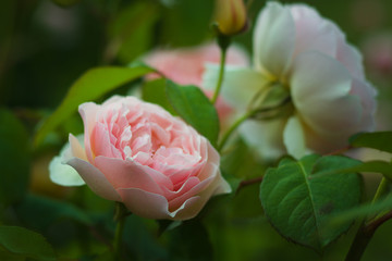 róże w letnik ogrodzie