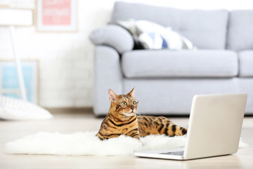 Beautiful brown cat with laptop computer lying on white carpet at home