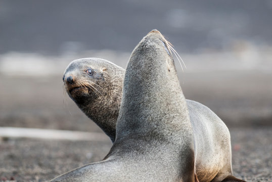 Antarctic fur seal,Arctophoca gazella, an beach, Antartic peninsula.