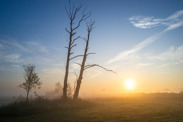 Fototapeta na wymiar jesienny świt, wschód słońca i drzewa we mgle