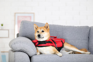 Shiba inu dog in life jacket lying on grey sofa at home