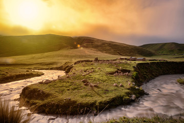 Slow exposure of llamas grazing a field at a horseshoe river bend
