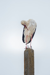 Stork sitting on a concrete pole
