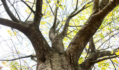 Tall thick tree trunk looking upwards