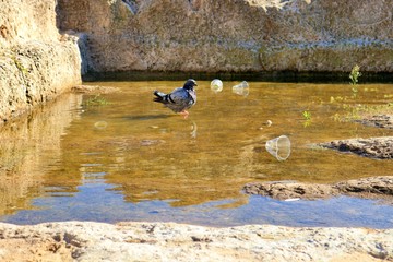 birds not happy with the plastic