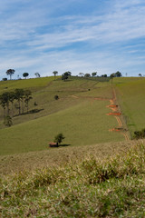 landscape with green field and blue sky
