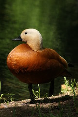 Shelduck stands on one leg on the shore of a reservoir close-up in a ray of light Dark background