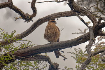 Argentina - birds in the national park.