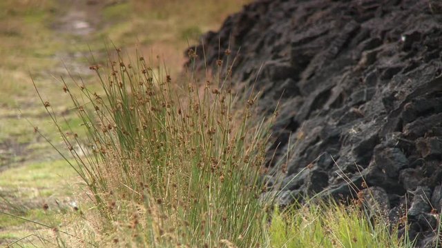 Close up of a clump of grass in a field near a pile of fresh bricks drying in the sun
