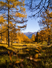 Fototapeta premium Autumn 2019