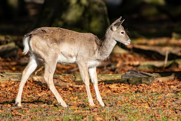 Damwild im Wald