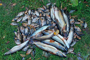 Caught crucians and pikes. Successful fishing. Fresh fish carps and pikes