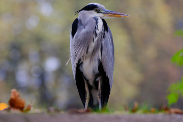 portrait herons