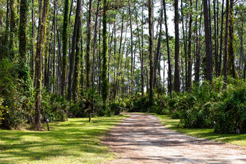 Ocala National Forest