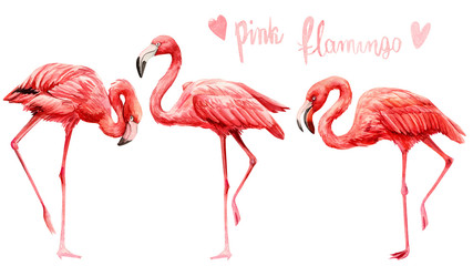 set of cute pink flamingo birds on an isolated white background, watercolor illustration, painting