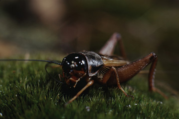Field Cricket (Gryllus)