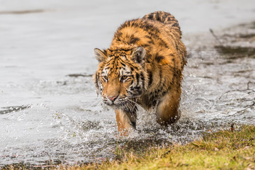 Siberian Tiger running. Beautiful, dynamic and powerful photo of this majestic animal. Set in environment typical for this amazing animal. Birches and meadows