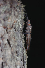 Caddisflies (Trichoptera)