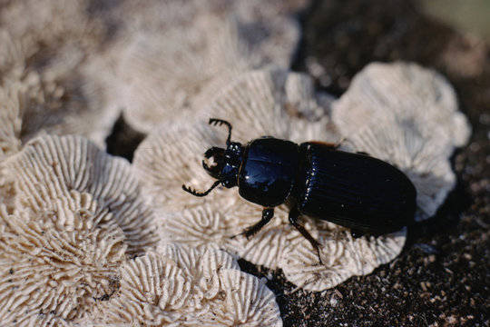 Bess Bug (Popilius Eclipticus)