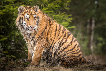 Siberian Tiger running. Beautiful, dynamic and powerful photo of this majestic animal. Set in environment typical for this amazing animal. Birches and meadows