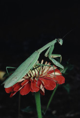 European Praying Mantis (Mantis Religiosa)