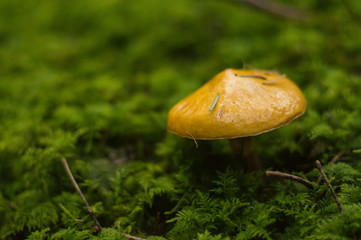 Suillus grevillei - edible mushroom grows among the moss in the forest.