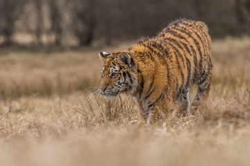 Siberian Tiger running. Beautiful, dynamic and powerful photo of this majestic animal. Set in environment typical for this amazing animal. Birches and meadows