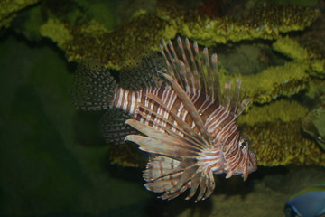 close-up of a lionfish