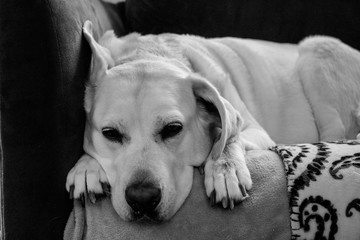 Labrador taking a nap