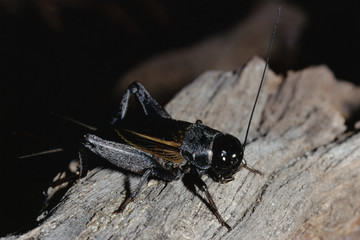 Field Cricket (Gryllus)