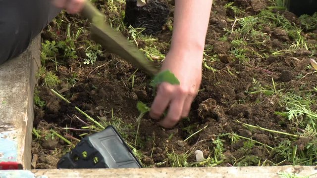 Close up of a person using a hand trowel to dig a small hole in order to plant a small herb