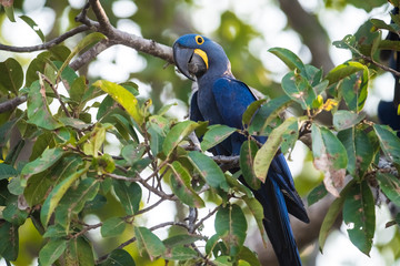 Hyacinth Macaw,Pantanal Forest, Brazil