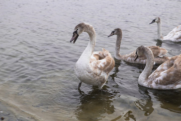 white grey swans with ducks swam to shore.